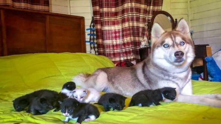 Husky con i cuccioli di gatto (Foto Instagram)