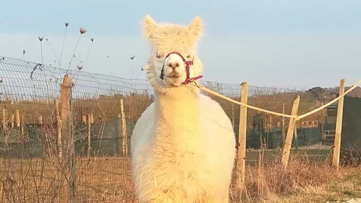 Un'alpaca della fattoria (Foto Facebook)