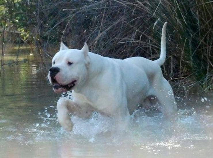 dogo argentino adulto