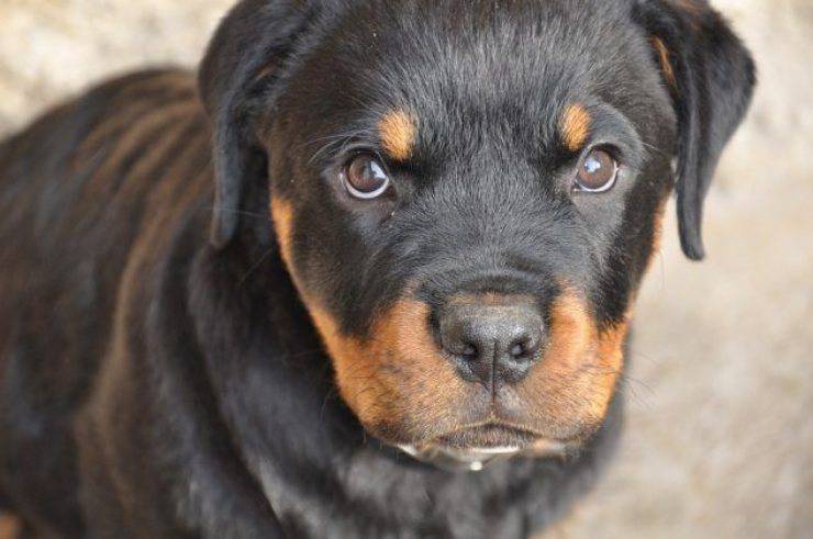 rottweiler cane cucciolo curiosità