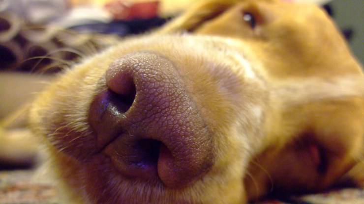 cane olfatto naso odori olii essenziali