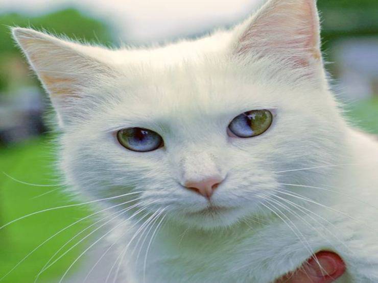 Gatti con occhi bicolore