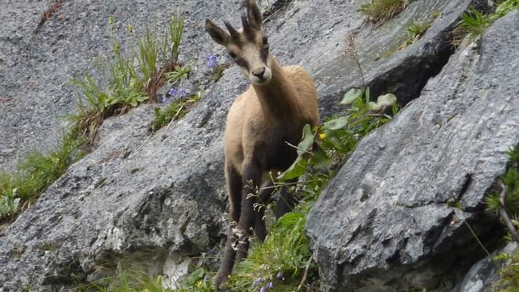 animali della montagna