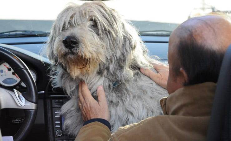 boldi cane spartaco