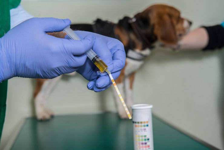 Test delle urine al cane