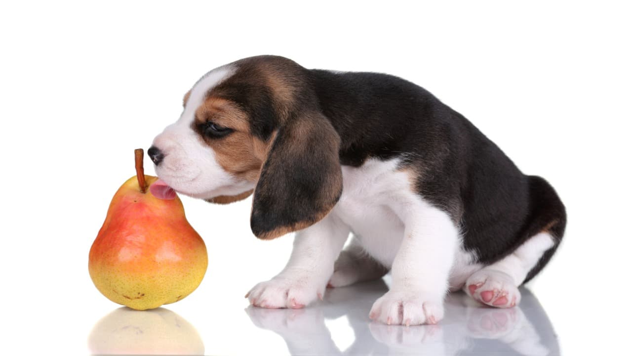 Il cane può mangiare la pera?