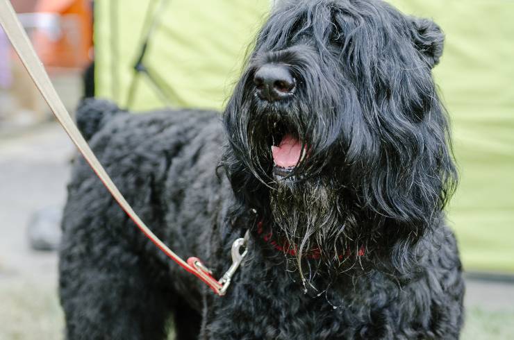 Razze di cani dominanti