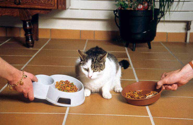 Il gatto mangia le crocchette del cane