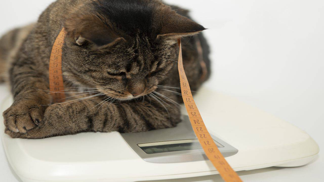Come Riconoscere La Razza Di Un Gatto