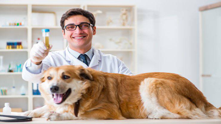 Test d'urine de chien