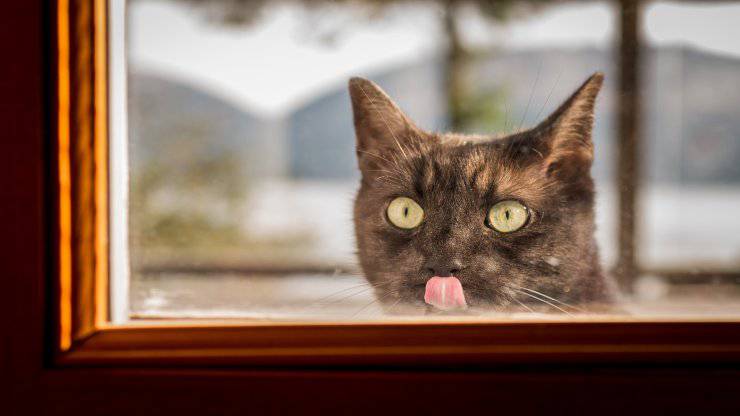 Il gatto lecca il vetro