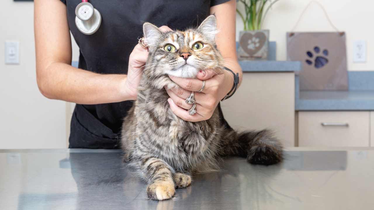 Insufficienza pancreatica esocrina nel gatto