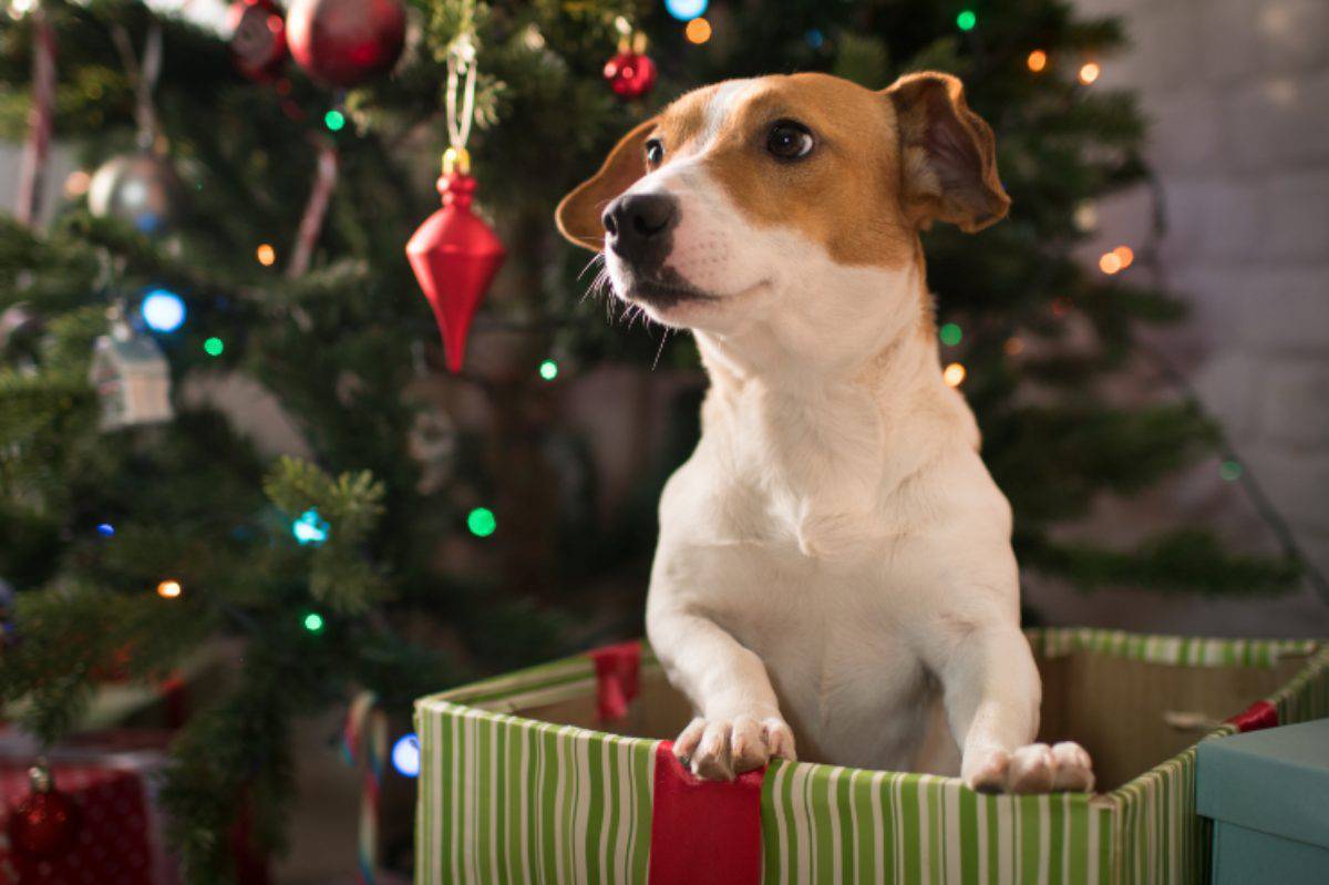 Un cane a Natale sì o no
