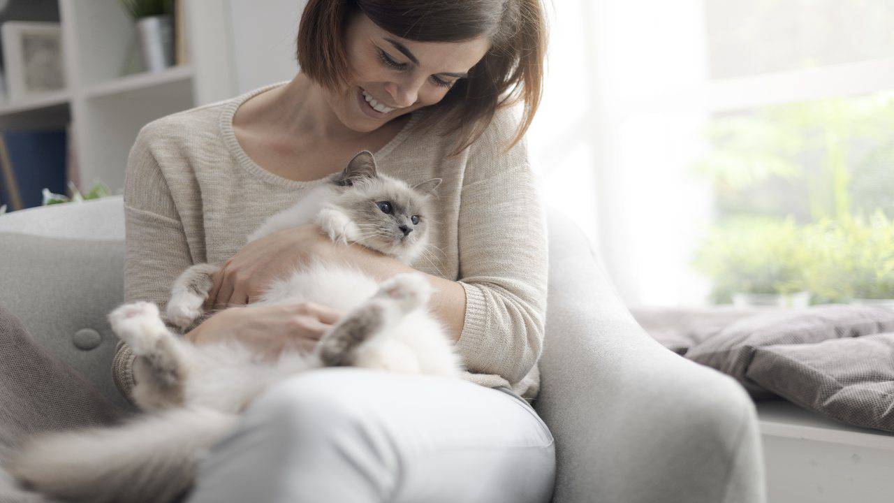 Quando Un Gatto Sceglie La Tua Casa