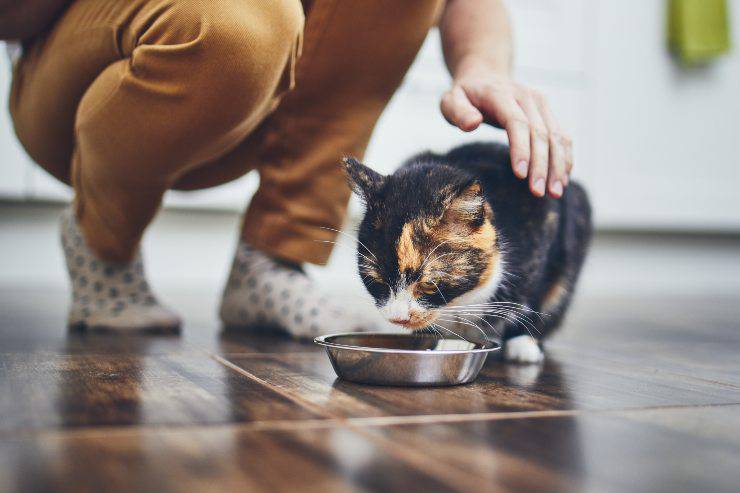 Uomo accarezza il gatto