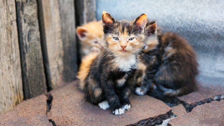 gatti macchie strisce mantello pelo peli colori colore