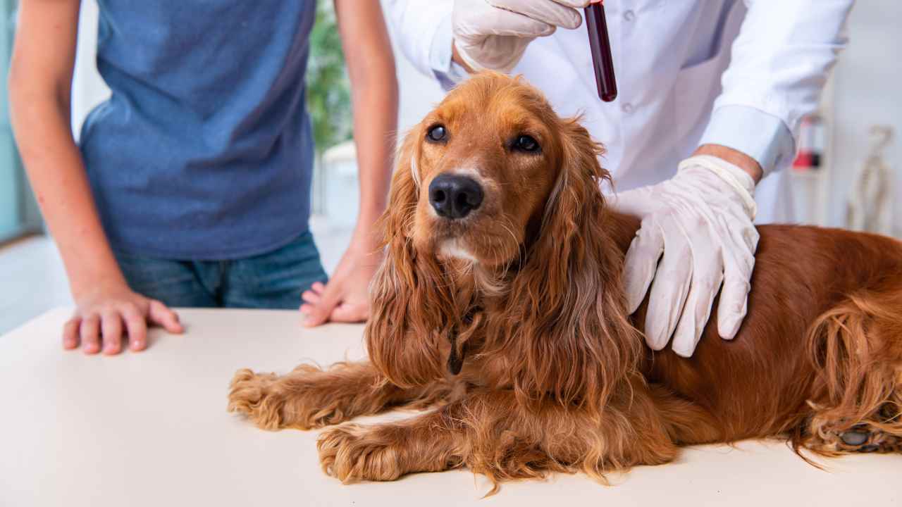 Insufficienza pancreatica esocrina nel cane