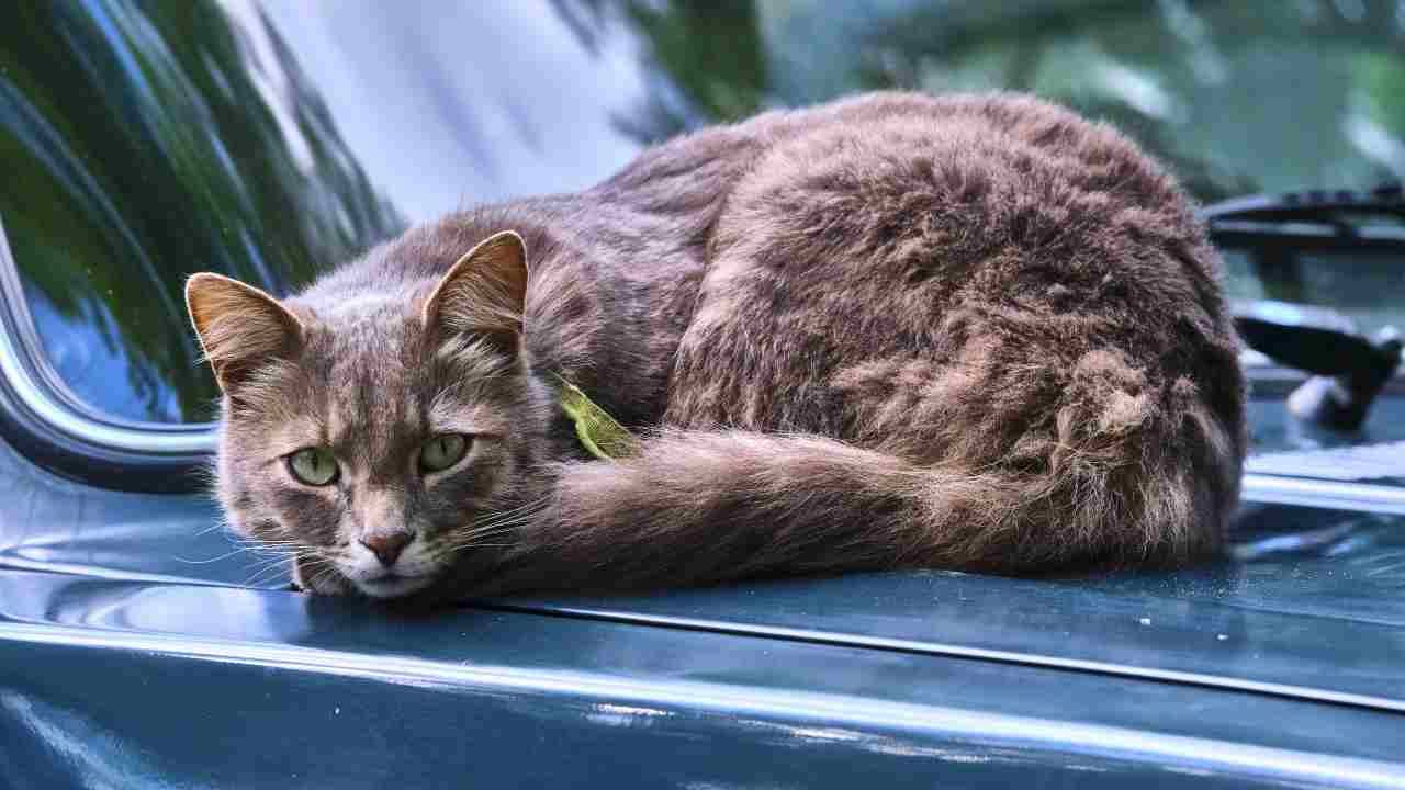 Il gatto ha paura della macchina