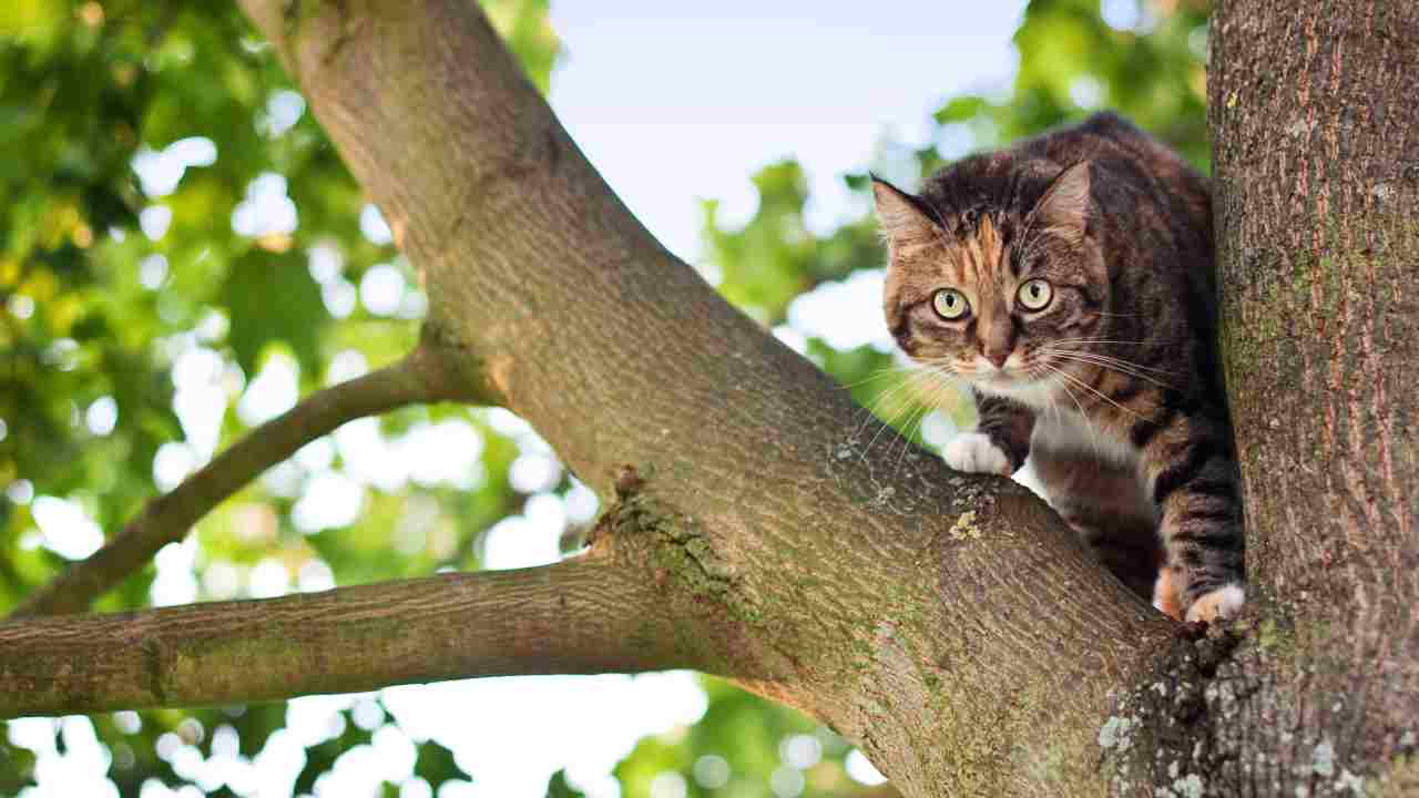 Il gatto ha paura dell'altezza