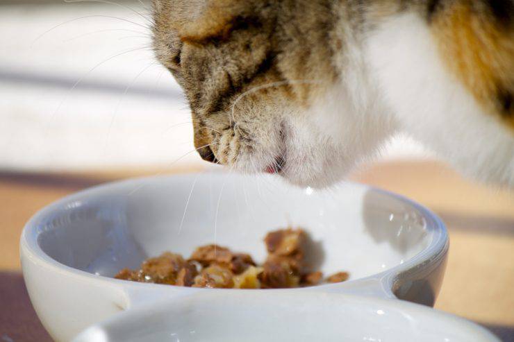 Gatto a contatto con la muffa