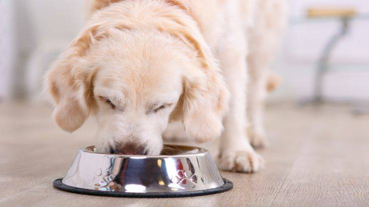 Il cane può mangiare il sale