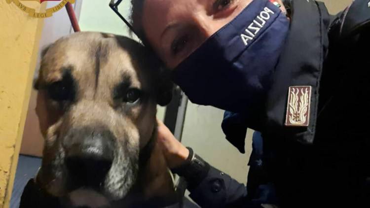 Cane Salvato Polizia Ubriachi Casa