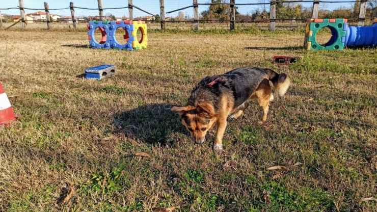 Cani Da Quartiere Progetto