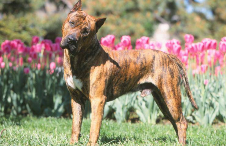 dogo canario