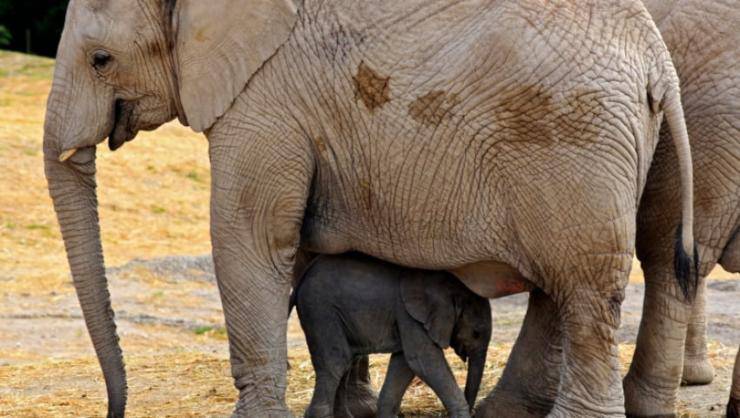 Elefanti Namibia Asta