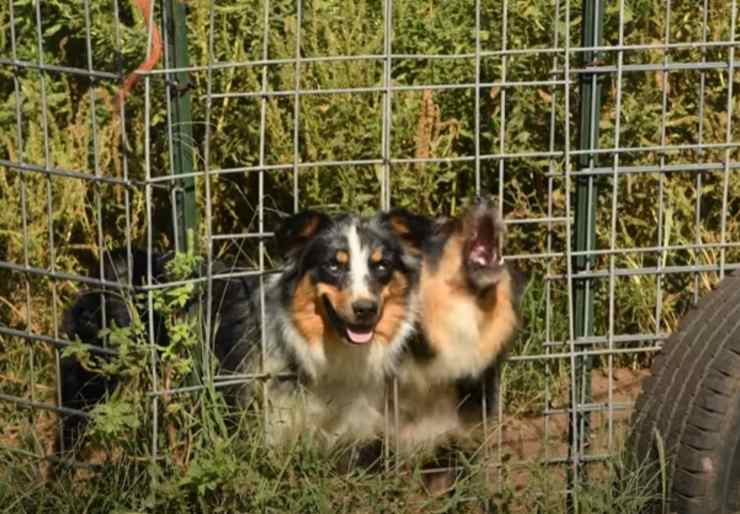 cani animali salvati fattoria incubo