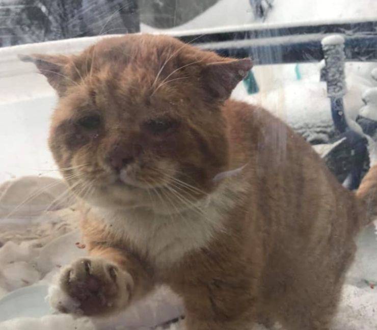 la finestra del gatto chiede aiuto