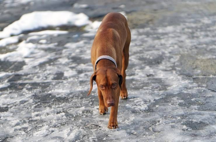 cane uomo acqua ghiacciata