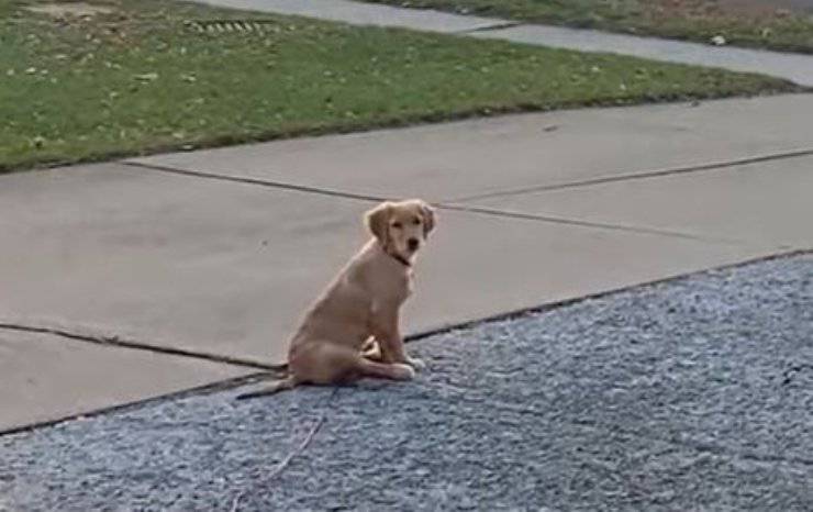 Golden Retriever Scuolabus