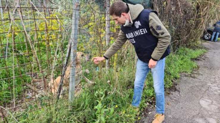 Cane Abbandonato Recinto Carabinieri 