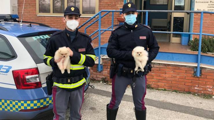 Illecito Cani Gatti Autostrada Altedo