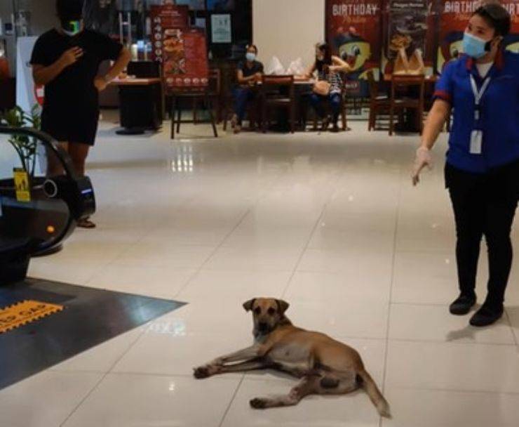 cagnolino supermercato gettato strada 