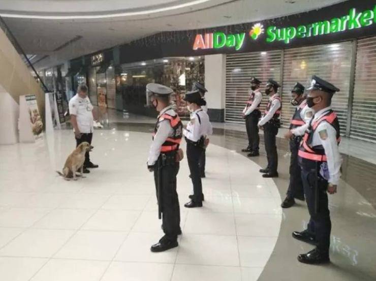 cane gettato strada guardia supermercato 