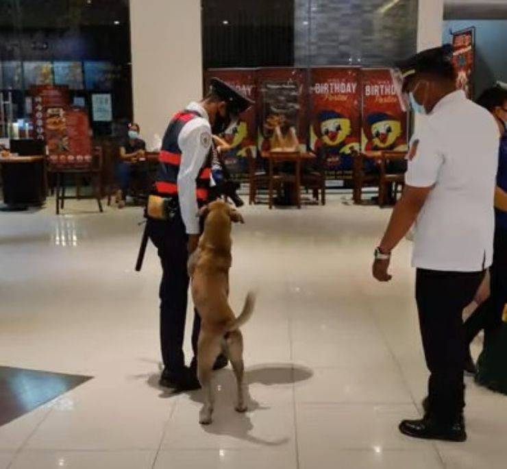 cane gettato strada supermercato guardia