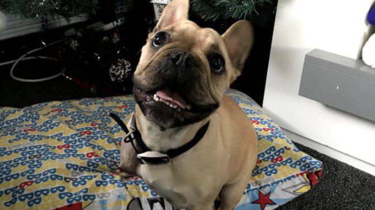 Cagnolina Minnie Torna Casa Natale