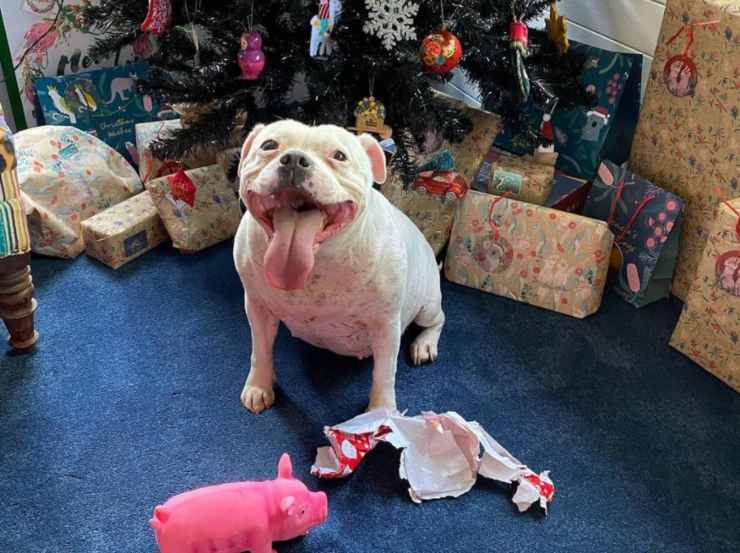 cagnolina furba scoperto regalo Natale albero