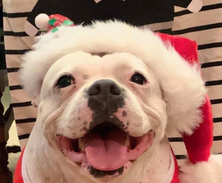 cagnolina furba scoperto regalo Natale albero