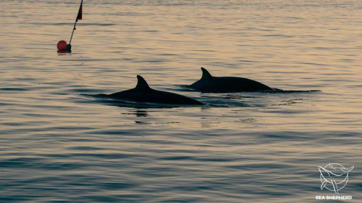 Nuova Specie Balena