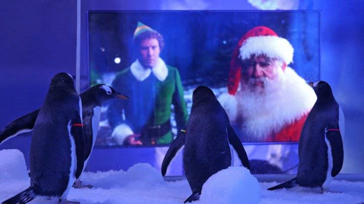 Pinguini Film Natale