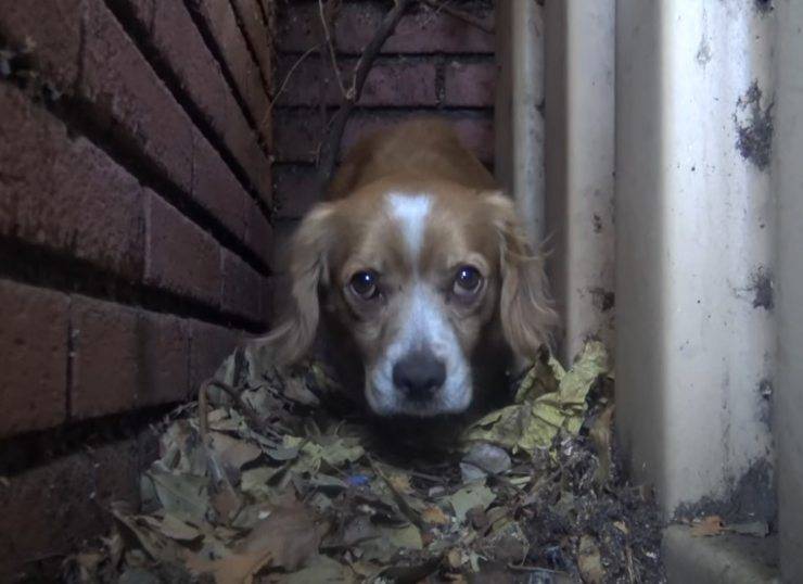 cagnolino nascosto terrore umani