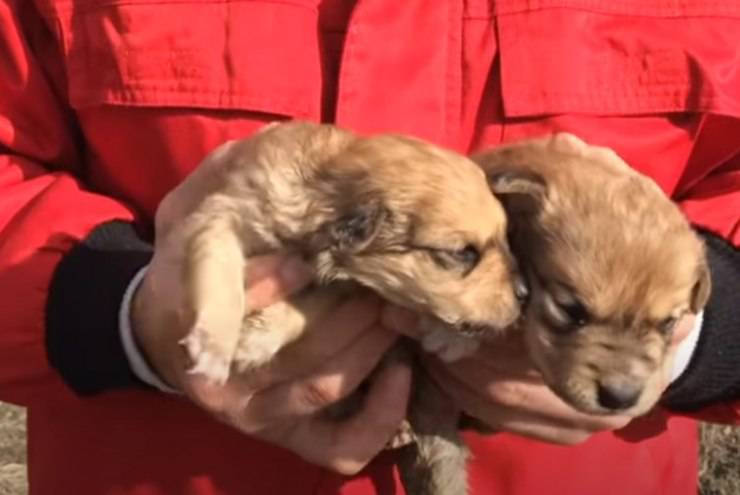 cuccioli cane abbandonati strada scatolone