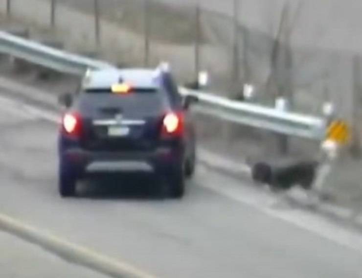 cane testardo scappato autostrada poliziotto 