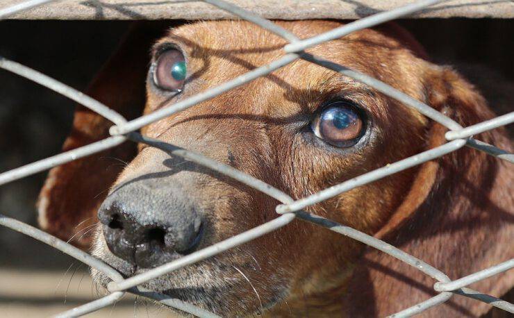 cane rapito chiede aiuto negozianti