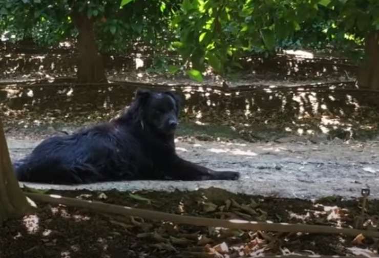 cagnolino aspettato tre anni uomo abbandonato 