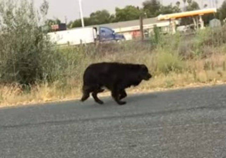 cagnolino abbandonato aspettato tre anni uomo