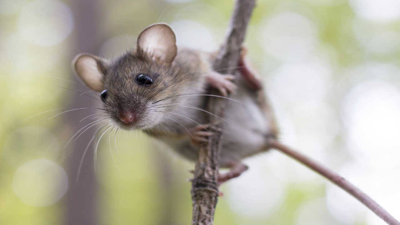 roditori più piccoli mondo